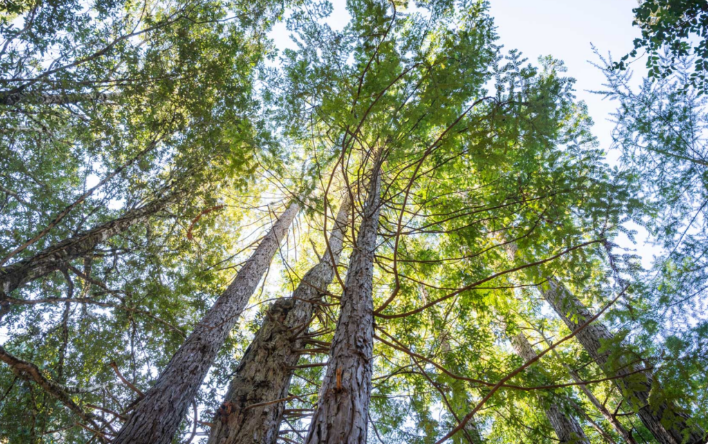 a memorial tree in a better place forests point arena memorial forest