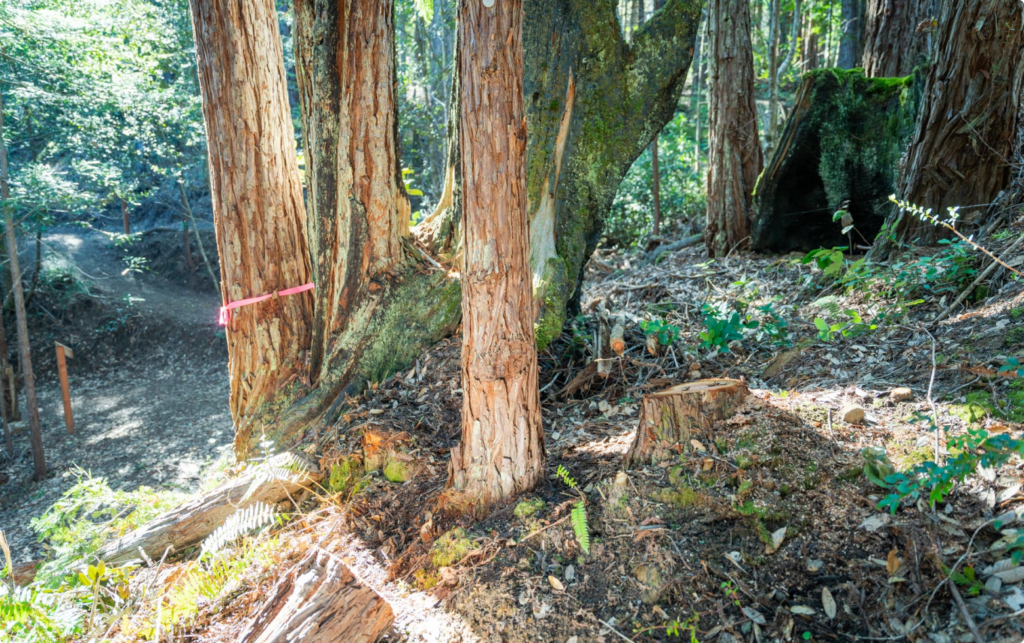 a memorial tree in a better place forests point arena memorial forest