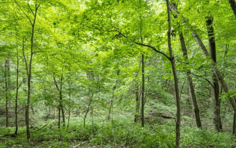 better place forests St. Croix Valley.