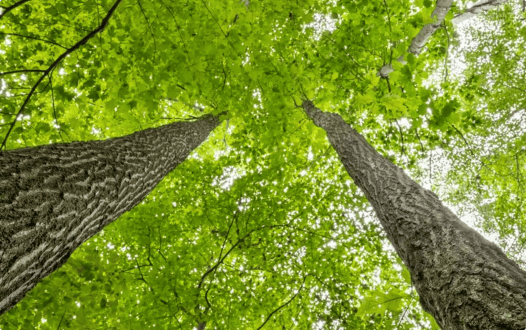 better place forests St. Croix Valley.