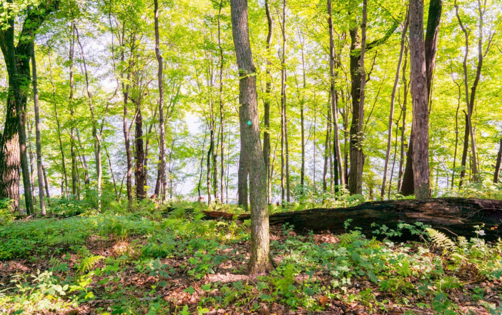 Better Place Forests St. Croix Valley Minnesota, a memorial forest for people and pets