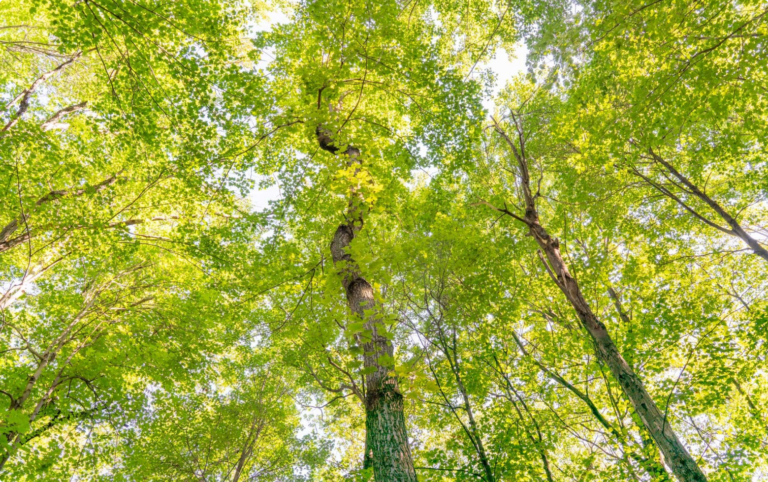 A memorial tree in Better Place Forests St. Croix Valley Minnesota, a memorial forest for people and pets