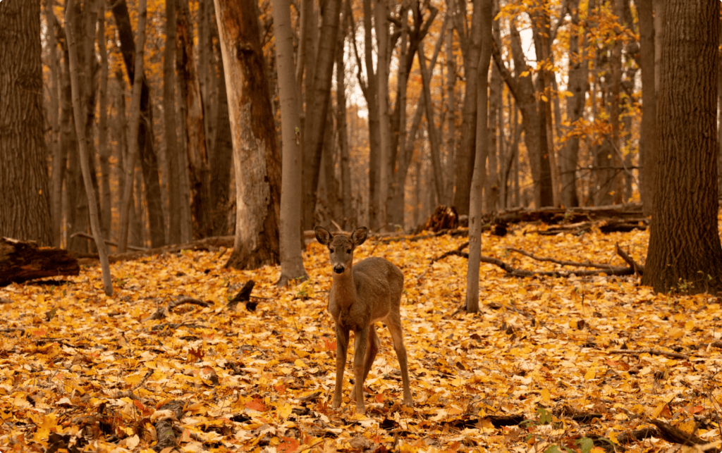A deer stand in Better Place Forests St. Croix Valley Minnesota, a memorial forest for people and pets