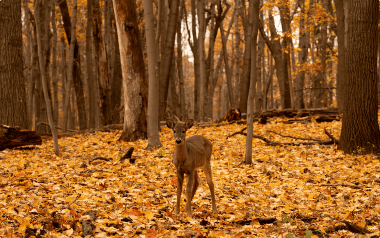A deer stand in Better Place Forests St. Croix Valley Minnesota, a memorial forest for people and pets