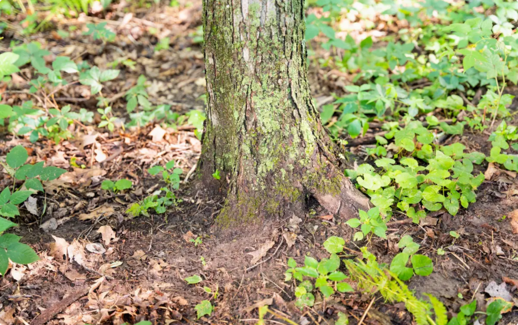 A memorial tree in Better Place Forests St. Croix Valley Minnesota, a memorial forest for people and pets