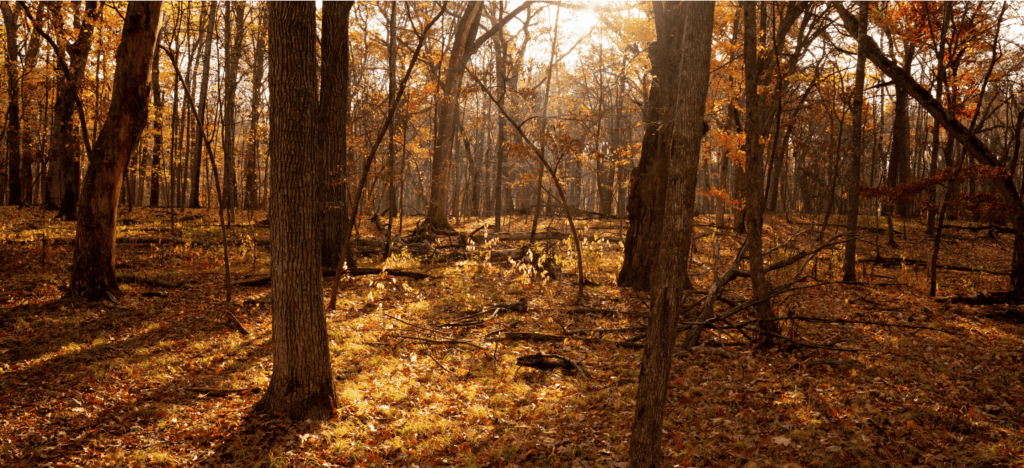 Better Place Forests St. Croix Valley Minnesota, a memorial forest for people and pets
