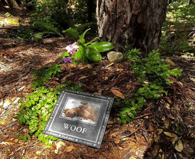 Instead of solemn visits, children can climb, explore, and connect with their loved one’s Memorial Tree in an uplifting, natural environment that celebrates life.